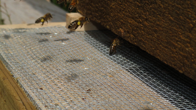honey bee pollen basket
